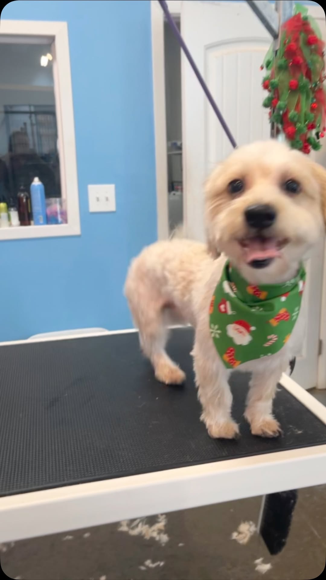 Full Groom Service