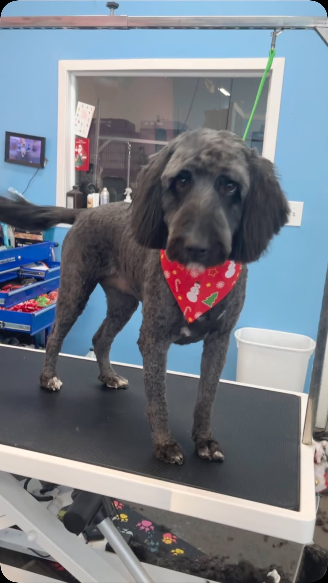 Anxiety-Friendly Grooming