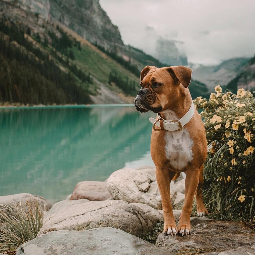Breed-Specific Cuts