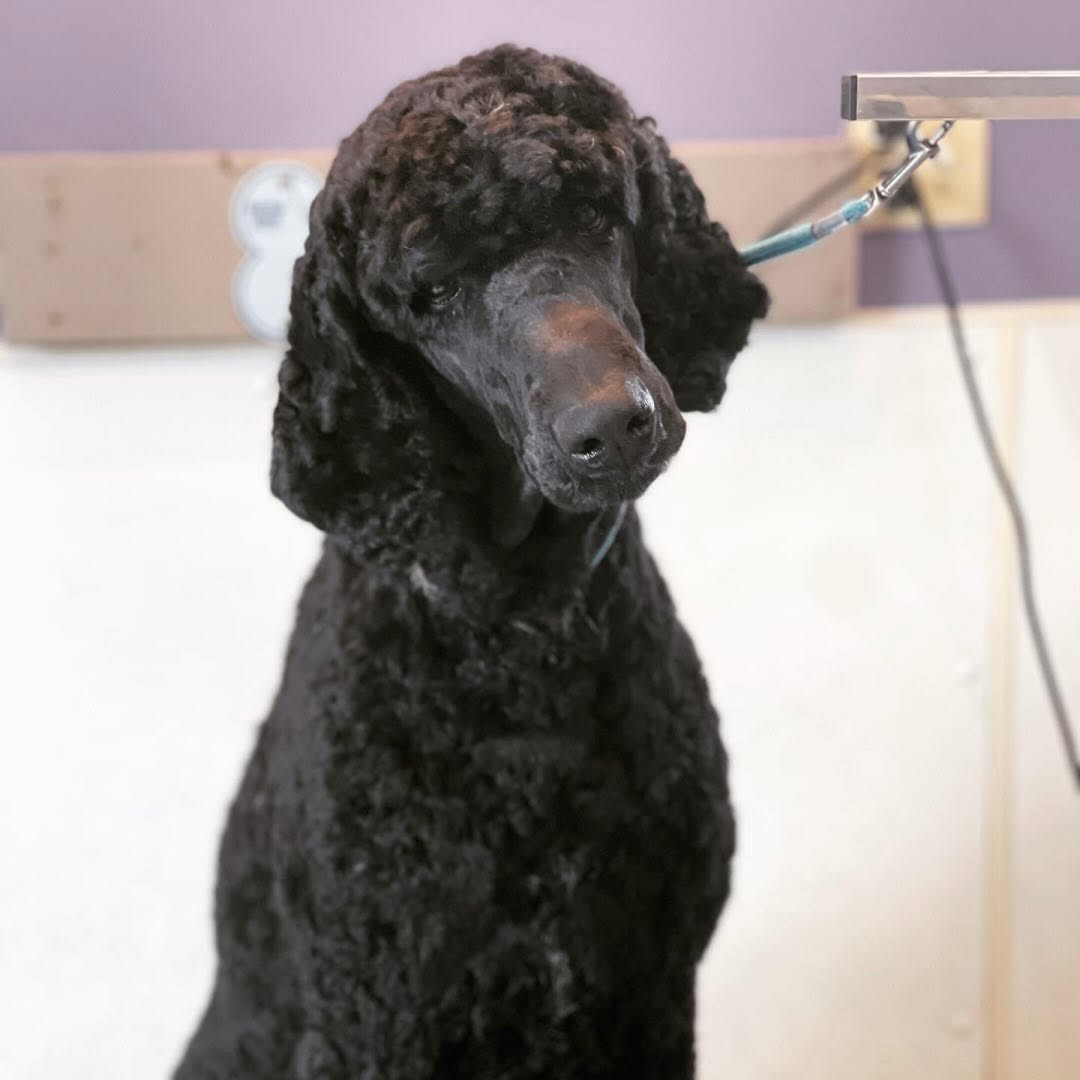 Senior Dog Care
