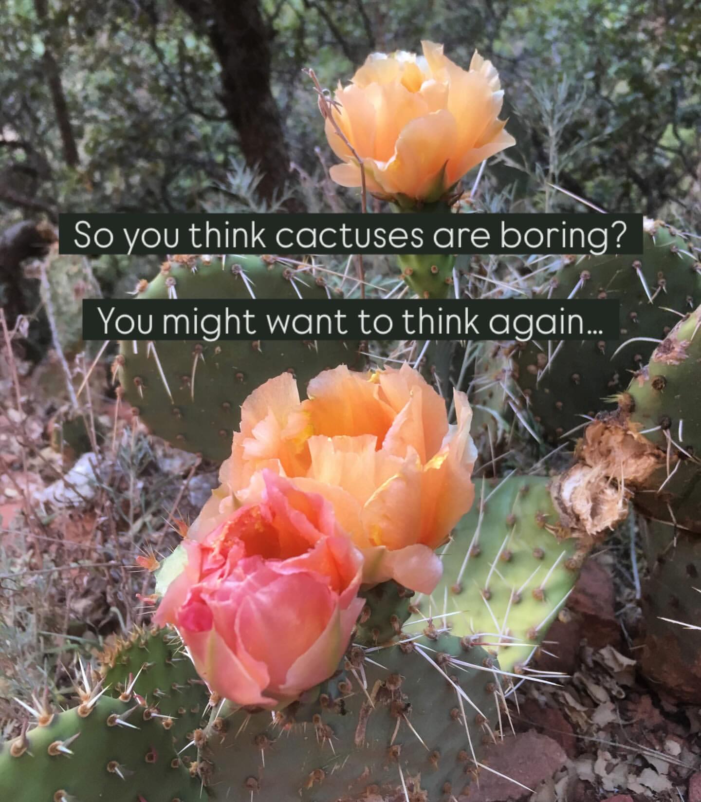 Small-Space Gardening