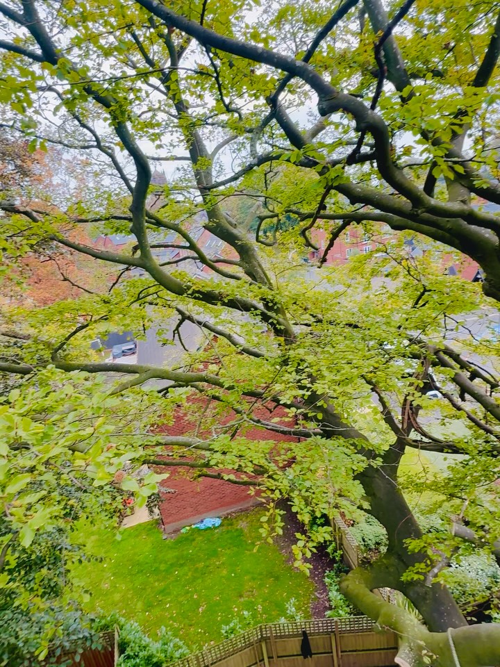 Lawn Care & Maintenance