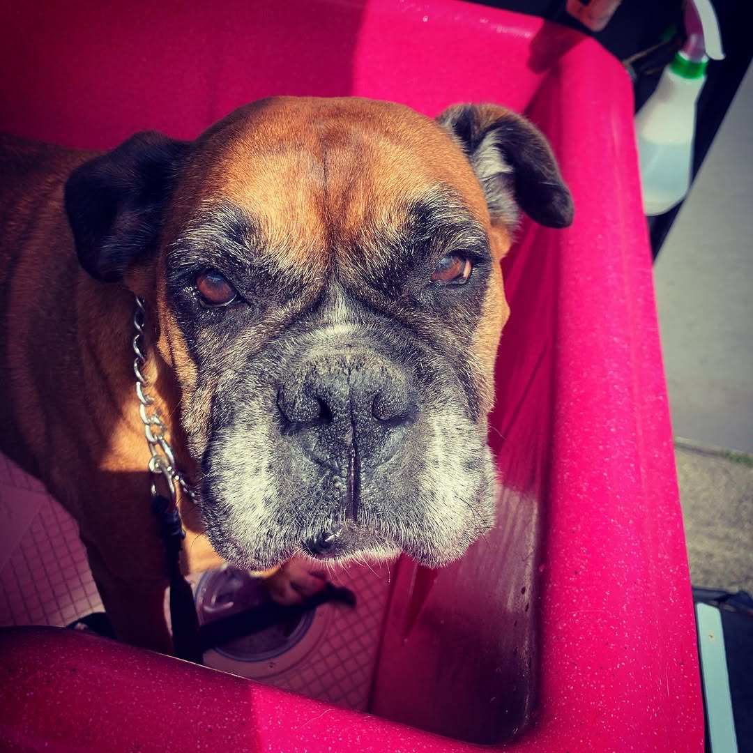 Pet Products and Treats