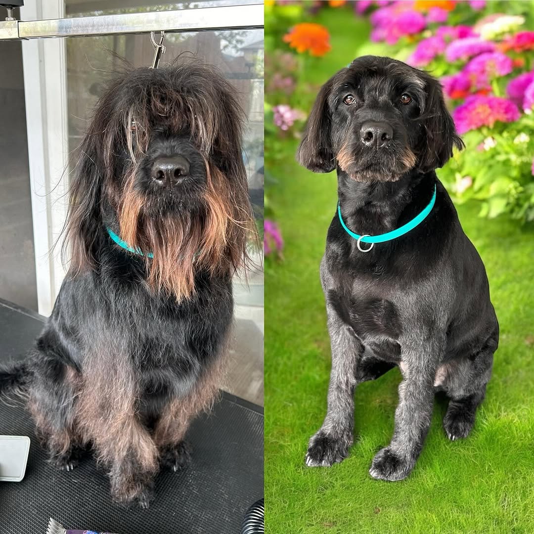 Overnight Dog Care