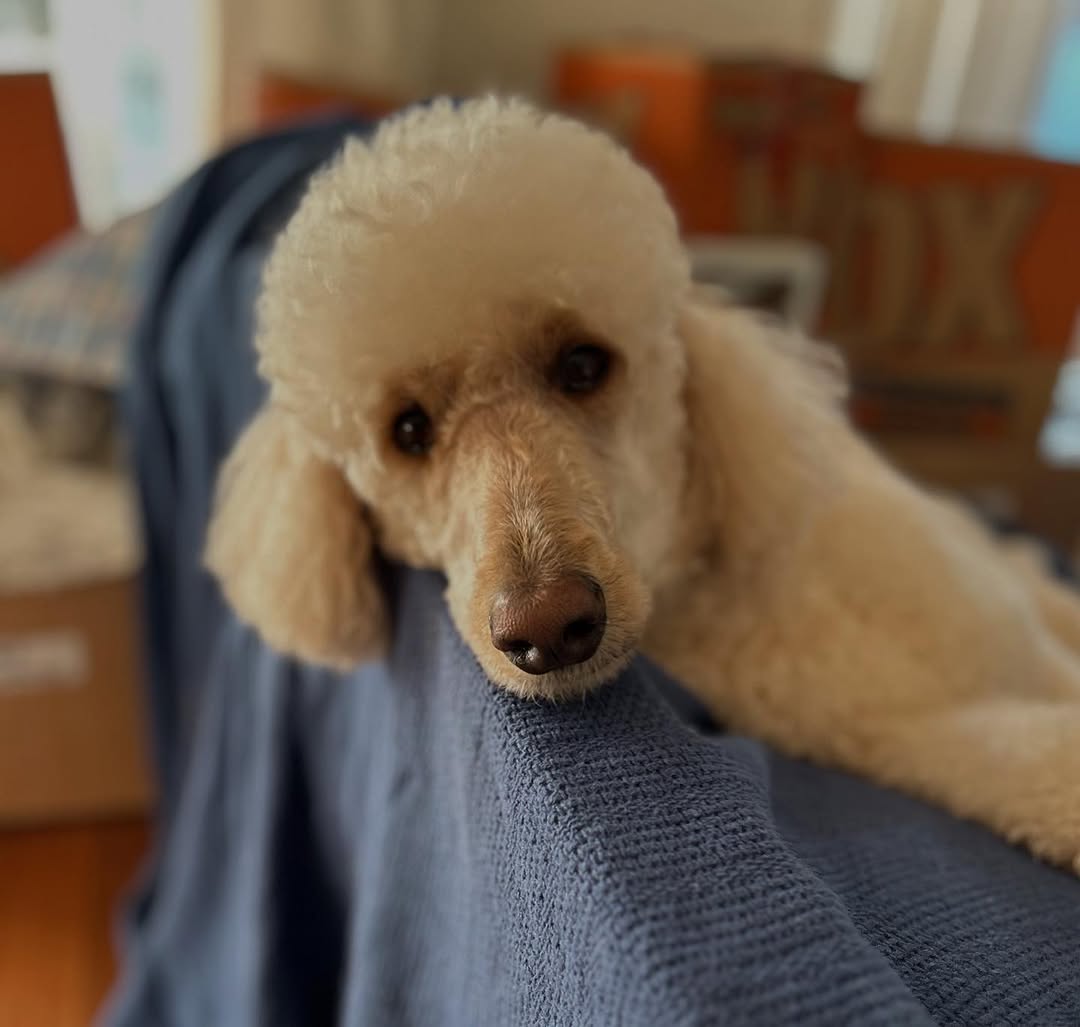 Dog Boarding