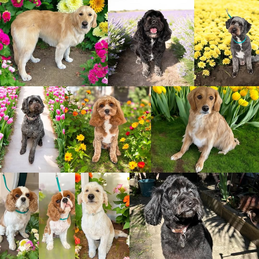 Dog Grooming